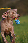 rennender Weimaraner