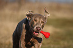 Weimaraner Portrait