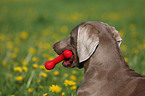 Weimaraner Portrait