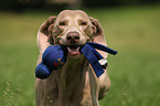 Weimaraner Portrait