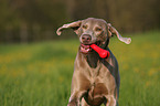 rennender Weimaraner