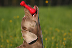 Weimaraner Portrait