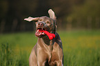 rennender Weimaraner