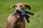 Weimaraner Portrait