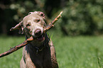 Weimaraner