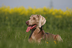 liegender Weimaraner