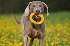 rennender Weimaraner