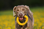 Weimaraner Portrait