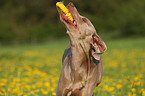 spielender Weimaraner