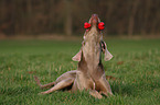 spielender Weimaraner