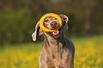 rennender Weimaraner