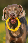 Weimaraner Portrait