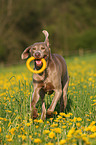 rennender Weimaraner