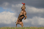 spielender Weimaraner