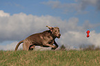 rennender Weimaraner