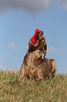 liegender Weimaraner