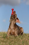 liegender Weimaraner