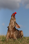 liegender Weimaraner