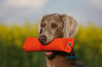 Weimaraner Portrait