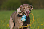 spielender Weimaraner