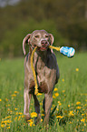 rennender Weimaraner