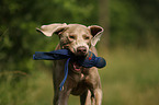 spielender Weimaraner