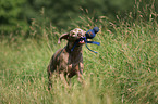 rennender Weimaraner