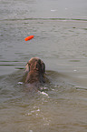 schwimmender Weimaraner