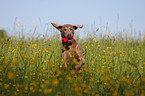 rennender Weimaraner