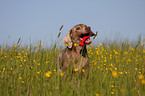 rennender Weimaraner