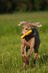 rennender Weimaraner