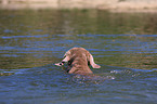 schwimmender Weimaraner