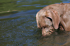 Weimaraner