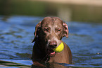 spielender Weimaraner