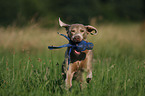 rennender Weimaraner