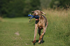 rennender Weimaraner