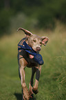 rennender Weimaraner