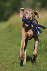 rennender Weimaraner