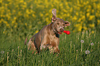 rennender Weimaraner