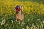 spielender Weimaraner