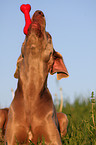 spielender Weimaraner