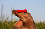 Weimaraner Portrait