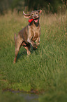 rennender Weimaraner