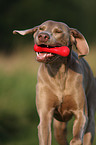 rennender Weimaraner