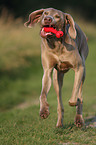 rennender Weimaraner