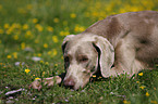 Weimaraner