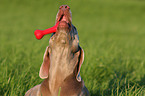 spielender Weimaraner