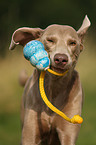 Weimaraner Portrait