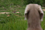 Weimaraner Portrait