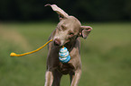 spielender Weimaraner